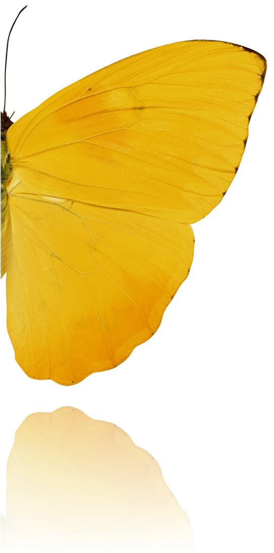 Background image of a butterfly